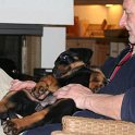 chien DM (45)